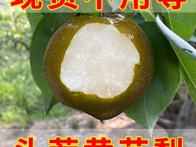 广西富川沙梨黄花梨桂花梨新鲜脆翠冠梨丰水梨薄皮脆甜多汁砀山梨图3