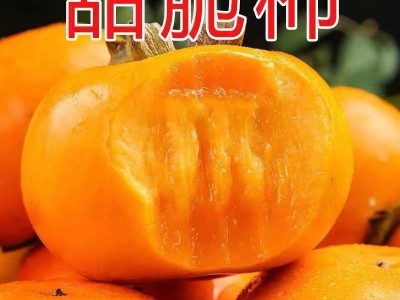 正宗广西巧克力甜脆柿子恭城月柿新鲜水果批发柿花果脆甜大柿子图2