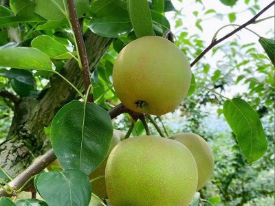 广西富川沙梨翠冠梨黄花梨桂花梨新鲜丰水梨薄皮脆甜多汁砀山梨图3