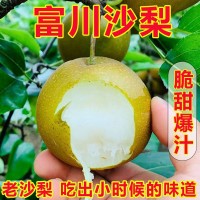 广西富川沙梨翠冠梨黄花梨桂花梨新鲜丰水梨薄皮脆甜多汁砀山梨