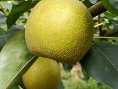 广西富川沙梨翠冠梨黄花梨桂花梨新鲜丰水梨薄皮脆甜多汁砀山梨图4