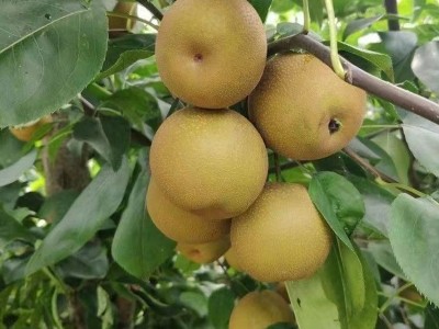广西富川沙梨翠冠梨黄花梨桂花梨新鲜丰水梨薄皮脆甜多汁砀山梨图5