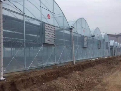 供应农业大棚造价薄膜连栋大棚 玻璃温室防虫避雨棚葡萄连体大棚图2