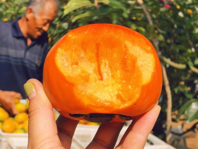 巧克力脆柿广西恭城脆柿脆甜不涩广西硬柿子图4