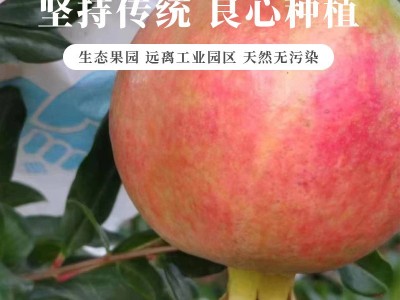 四川会理软籽石榴突尼斯软石榴果园先摘红心软石榴现货批发图4
