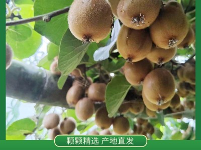 宜宾屏山县 高山野生猕猴桃图2