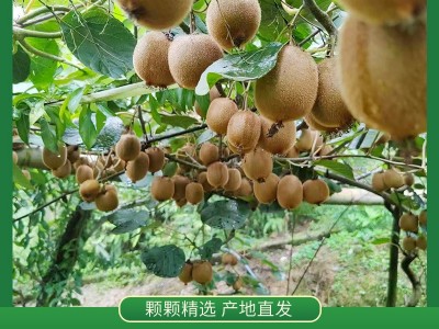 宜宾屏山县 高山野生猕猴桃图5