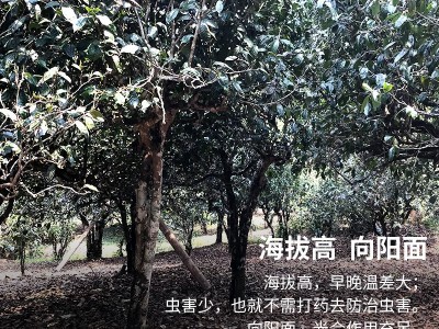 滇湘普洱茶叶7年陈布朗之星普洱生茶饼357g普洱生茶饼七子饼图3