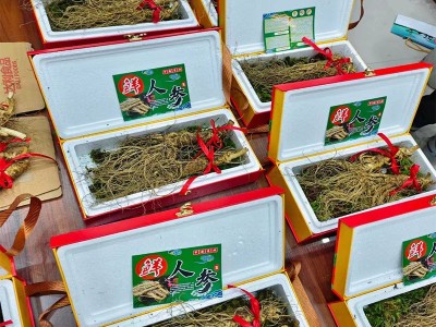 长白山带土鲜参整支鲜人参煲汤泡酒人参厂家批发鲜人参带土参图3