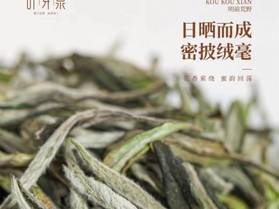 福鼎白茶叶芽泉口口鲜2023年白牡丹45克白茶图3