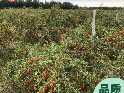 漠上果园红枸杞产地新疆新货批发男性代用茶优选大果量大价优代发图4
