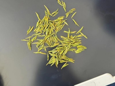 黄金芽2023年新茶批发凤型高香黄金叶明前雨前500g袋装茶厂货源图3
