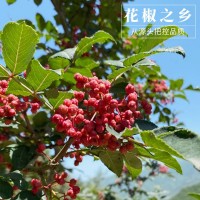 四川汉源大红袍花椒干花椒 红花椒粒花椒粉食用农家青麻椒