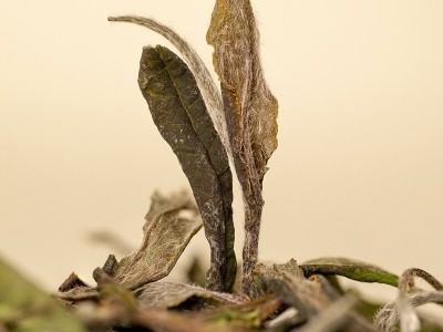 福鼎白茶陈年老白茶枣香寿眉贡眉白牡丹茶叶批发2020年头牡图3