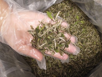 福鼎白茶陈年老白茶枣香寿眉贡眉白牡丹茶叶批发2020年头牡图2