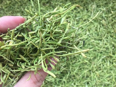 花草茶批发金银花茶批发供应金银花 湖南优质花蕾开花金银花干货图4