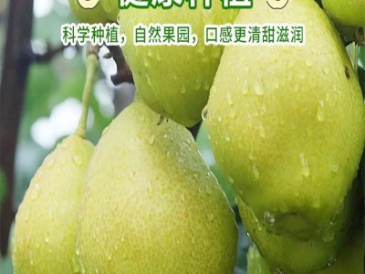 新疆库尔勒香梨皮薄肉厚脆嫩爽口当季新鲜水果整箱包邮图3