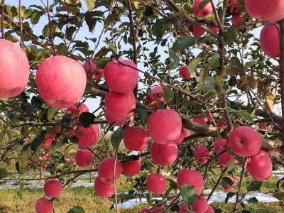 甘肃早熟红富士苹果水果新鲜应当季整箱包邮冰糖心脆甜富士丑苹果图4