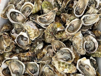 不带壳新鲜活剥大生蚝肉 牡蛎肉 海蛎子 口感细腻 肥沃丰腴 袋装批发图5