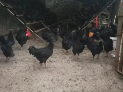 绿壳鸡蛋批发 农家现货乌鸡蛋 可孵化可食用 30枚图5