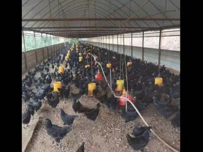 绿壳鸡蛋批发 农家现货乌鸡蛋 可孵化可食用 30枚图4
