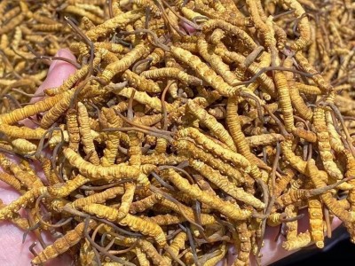 顾源堂 特惠3000条规格冻干草 一手货源冬虫夏草 足干饱满 无断草图4