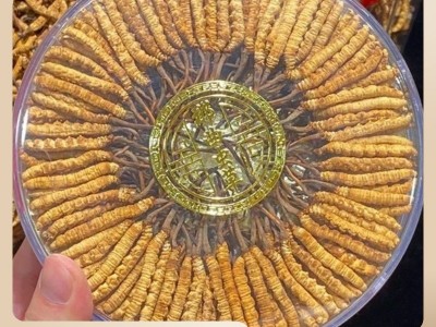 顾源堂 特惠3000条规格冻干草 一手货源冬虫夏草 足干饱满 无断草图3