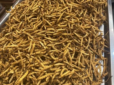 顾源堂 特惠3000条规格冻干草 一手货源冬虫夏草 足干饱满 无断草图5