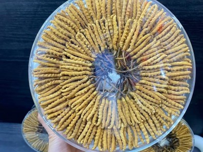 顾源堂 3000条规格精选正品西藏那曲冬虫夏草高海拔虫草 无断草图2