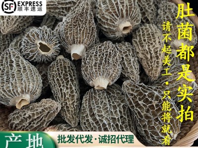 云南头茬大个头羊肚菌菇干货大号羊剪脚肚菌蘑菇250g/袋煲汤食材图2