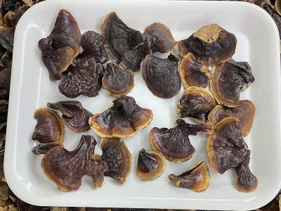 金边小灵芝小灵芝多规格整朵灵芝泡茶煲汤灵芝干货送礼 灵芝批发图4