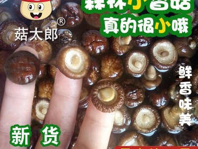 袖珍菇批发价 西峡干香菇 产地批发 冬菇 干椎茸1.5-2CM图1