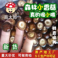 袖珍菇批发价 西峡干香菇 产地批发 冬菇 干椎茸1.5-2CM