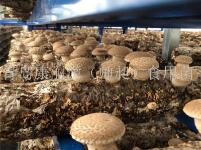 山东青岛经销康丽源一号香菇菌棒香菇菌包图3