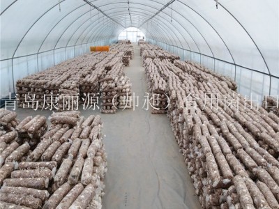 山东青岛经销康丽源一号香菇菌棒香菇菌包图4