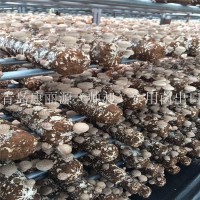 出口澳洲南美白蚝菇菌棒香菇菌棒，香菇菌包，平菇菌棒