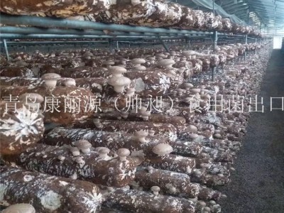 出口澳洲南美白蚝菇菌棒香菇菌棒，香菇菌包，平菇菌棒图3