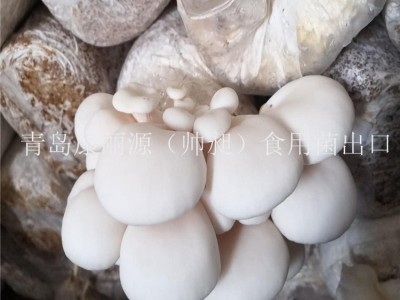 出口澳洲南美白蚝菇菌棒香菇菌棒，香菇菌包，平菇菌棒图5