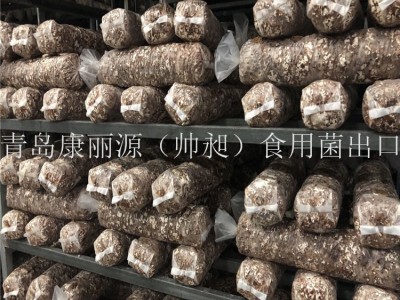 出口澳洲南美白蚝菇菌棒香菇菌棒，香菇菌包，平菇菌棒图4
