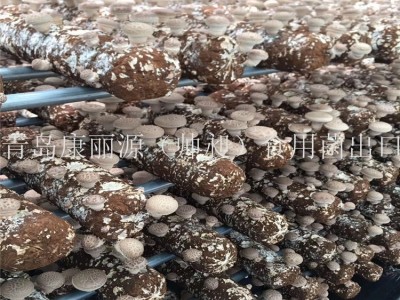 出口澳洲南美白蚝菇菌棒香菇菌棒，香菇菌包，平菇菌棒图2