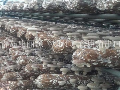 中国出口香菇菌棒香菇菌包蘑菇菌丝平菇菌棒图3