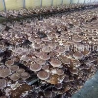 中国出口香菇菌棒香菇菌包蘑菇菌丝平菇菌棒