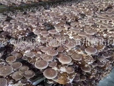 中国出口香菇菌棒香菇菌包蘑菇菌丝平菇菌棒图2