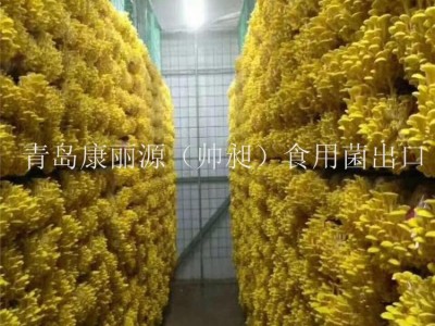 中国出口香菇菌棒香菇菌包蘑菇菌丝平菇菌棒图5