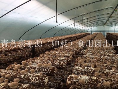中国出口香菇菌棒香菇菌包蘑菇菌丝平菇菌棒图4