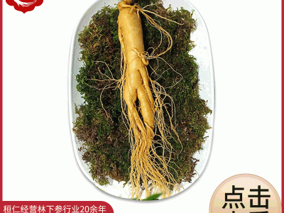 批发零售东北特产保鲜人参 长白山密封保鲜多年人参 泡酒参直销图2