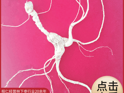 原产地直发林下籽参 煲汤泡酒礼品林下参 礼盒证书人参山参批发图2