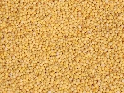 批发大黄米 黍子米 东北大黄米 粽子 糕点 食品原料大黄米图4
