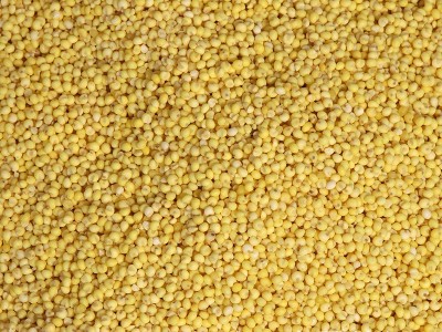 批发大黄米 黍子米 东北大黄米 粽子 糕点 食品原料大黄米图5