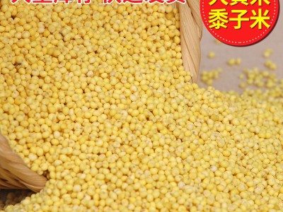 批发大黄米 黍子米 东北大黄米 粽子 糕点 食品原料大黄米图2